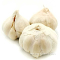 Supply Chinese White Fresh Garlic Price